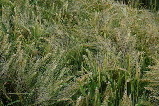 cereale
