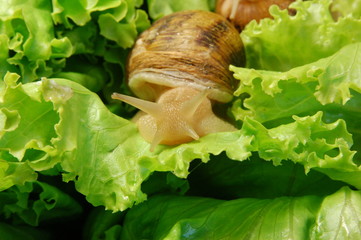 escargot sur salade