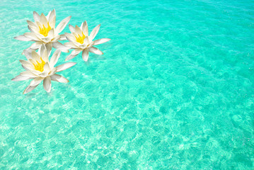 Fototapeta na wymiar Flowers on Clear Water