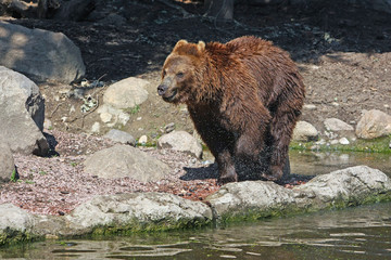 bär