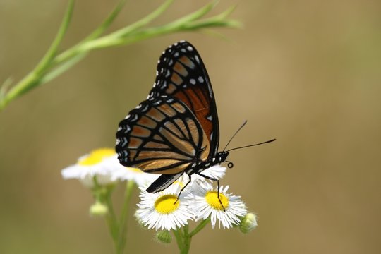Butterfly and Blooms