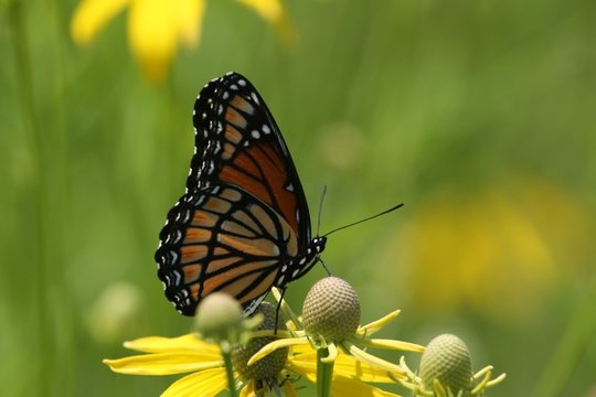 Butterfly and Blooms 2
