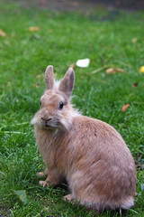 kaninchen