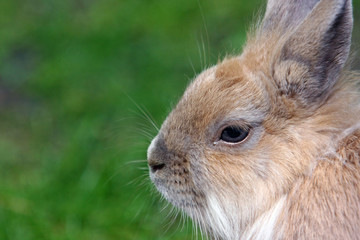Fototapeta premium Kaninchen