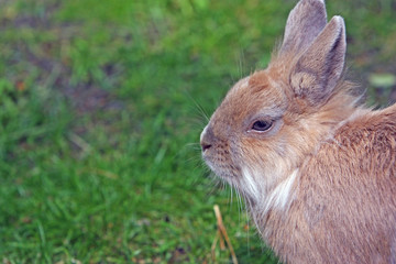 Fototapeta premium Kaninchen