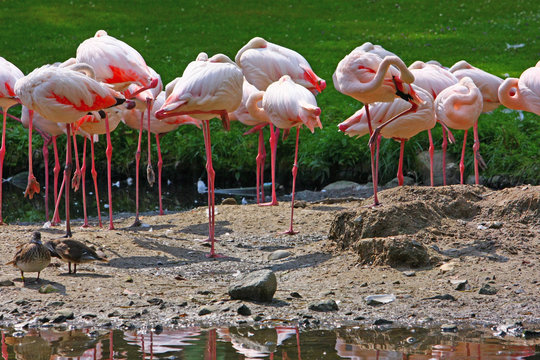 Flamingo