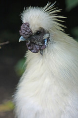 huhn