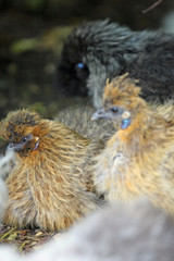 Fototapeta premium Huhn