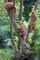 nasenbär © Petra Kohlstädt