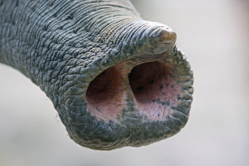 elefant