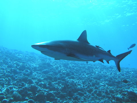 Requin