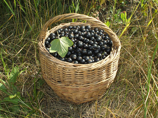 Fototapeta na wymiar bucket with fresh black currant