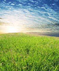 Field on sunset