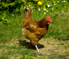 hen