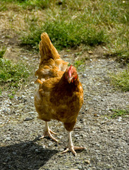 hen