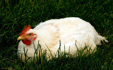 hen