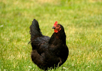 cock