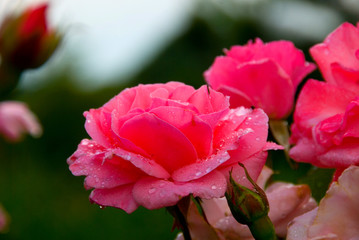 rose