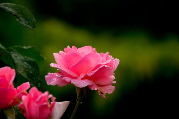 rose