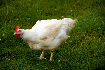 hen