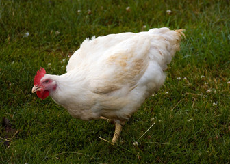 hen
