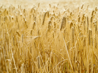 wheat background