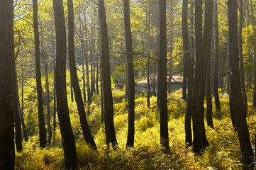 Fototapeta premium Pine Trees