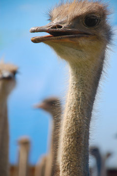 ostrich baby