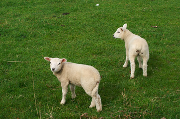 Obraz premium Female Sheep