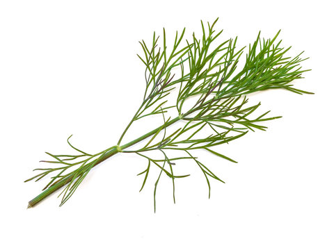 The photo of the green dill at the white background