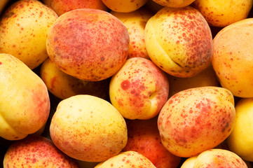 Many colourful red apricots at the backhround