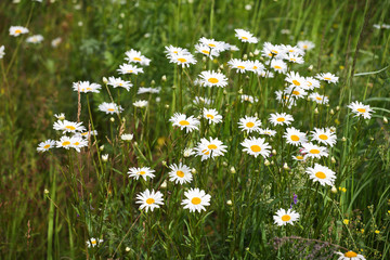 daisy flowers in summer meadow
 