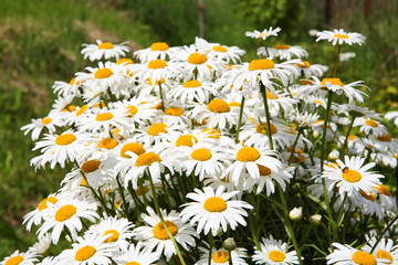 daisy flowers in summer meadow 
  