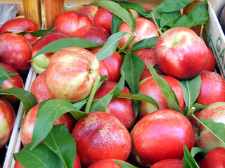 <vollreife Äpfel © Kave Atefie>