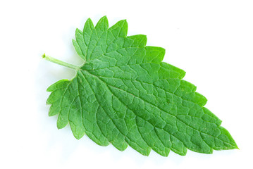 green leaf