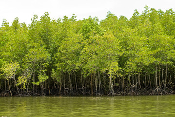 mangrove forest