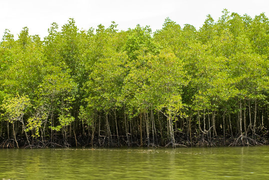 Fototapeta mangrove forest