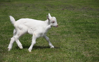 Fototapeta premium Little goat running on meadow