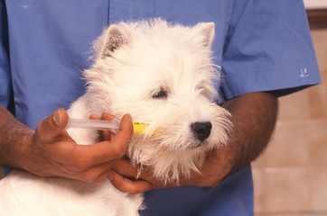 prise de medicaments Westie