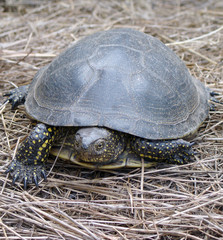 River turtle walk on hay
