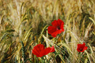 Fototapeta premium Mohn