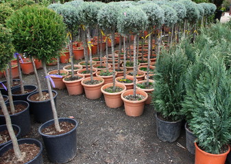 Plants in a nursery