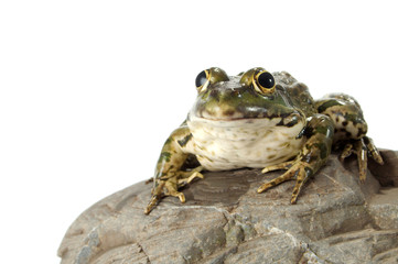 frog