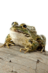 frog