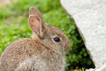 Rabbit