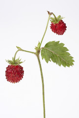 Walderdbeeren 2