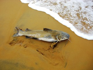 poisson échoué sur la plage