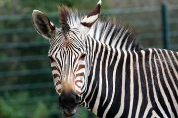 Fototapeta na wymiar Portrait of Zebra