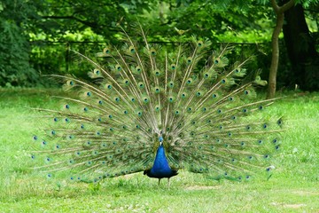 Obraz premium A beautiful peacock with colorful feathers