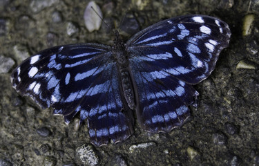 Royal Blue Butterfly